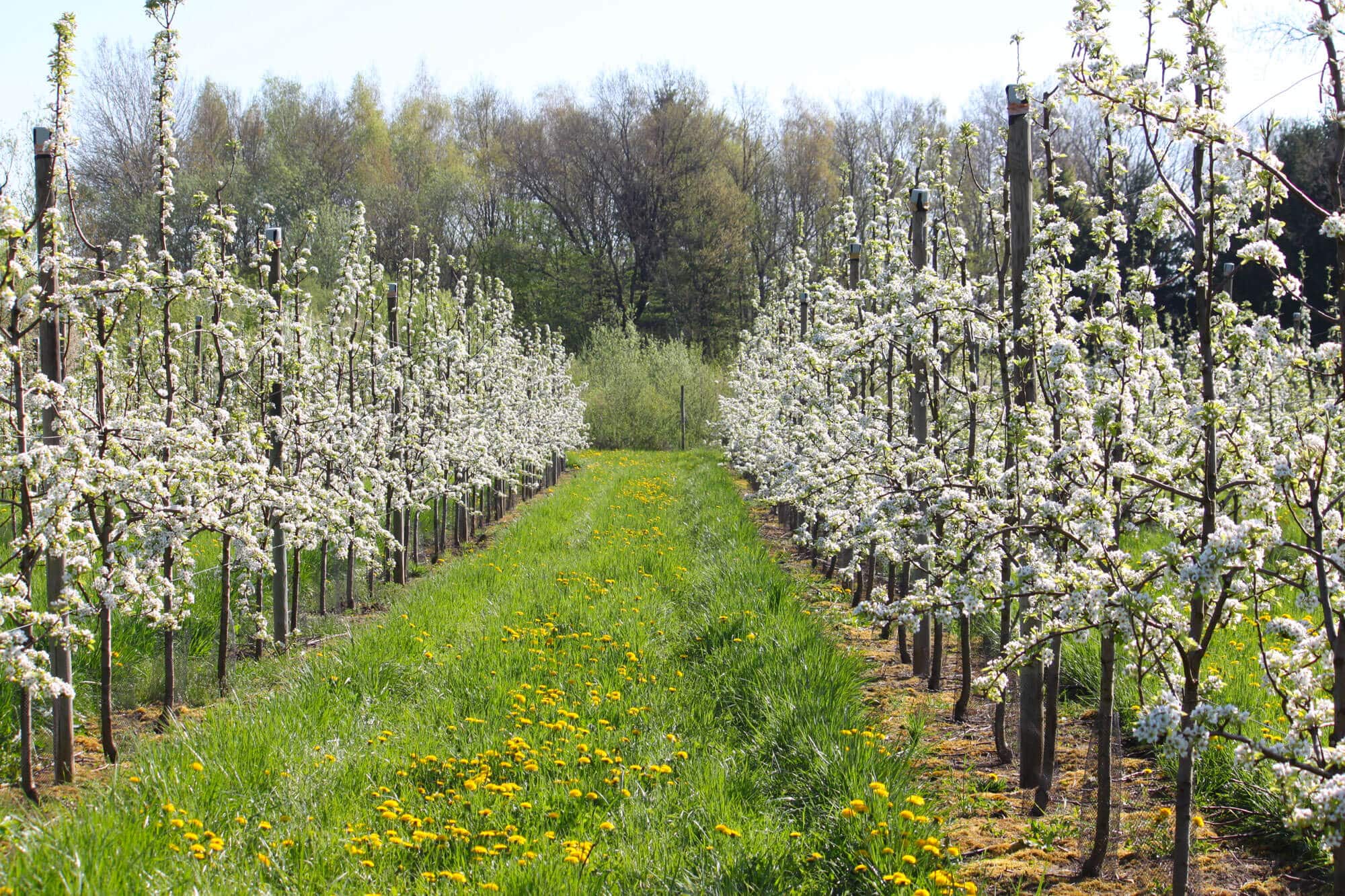 Les Poiriers en Fleurs