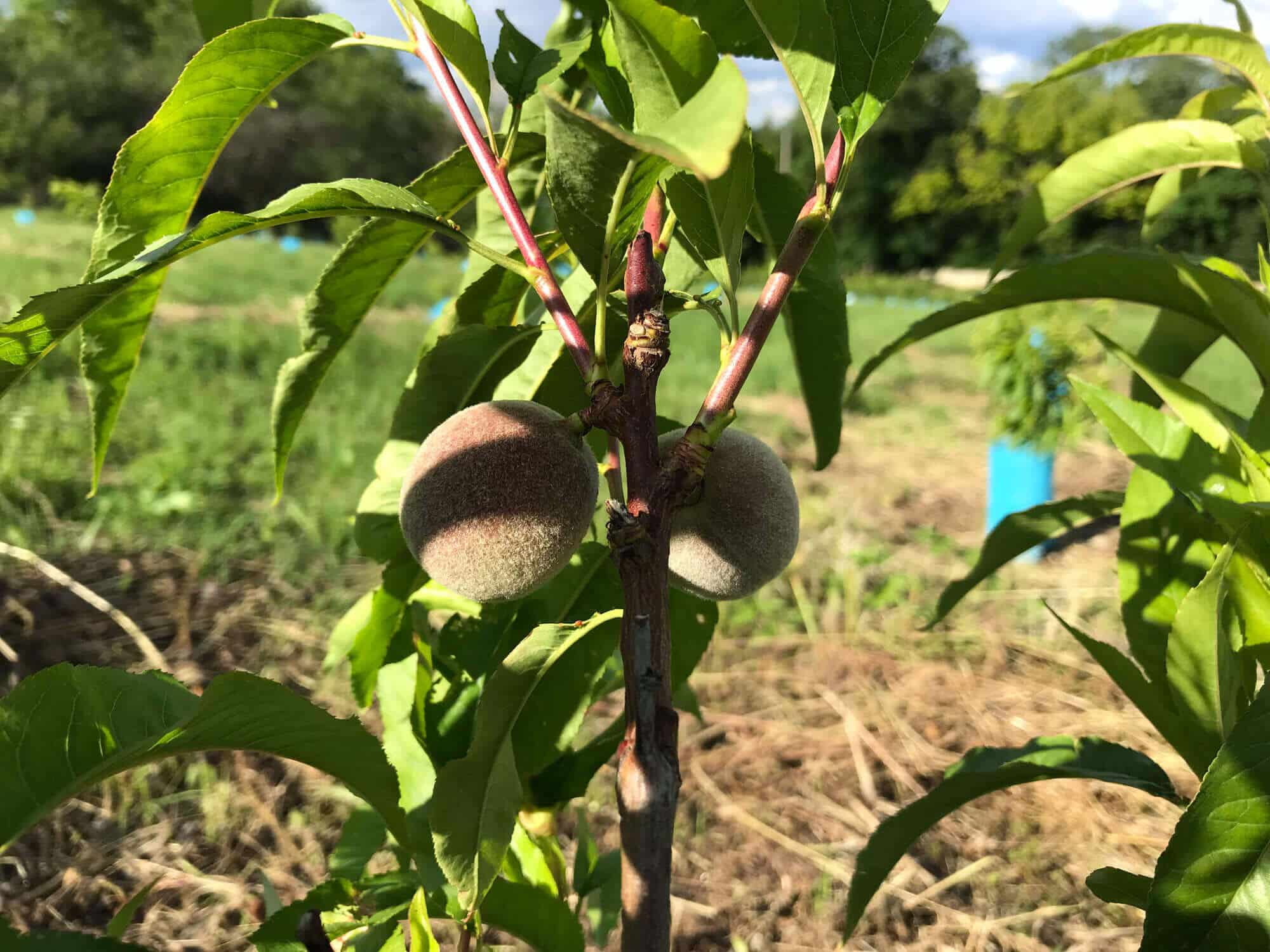 Les premières Pêches de Vigne