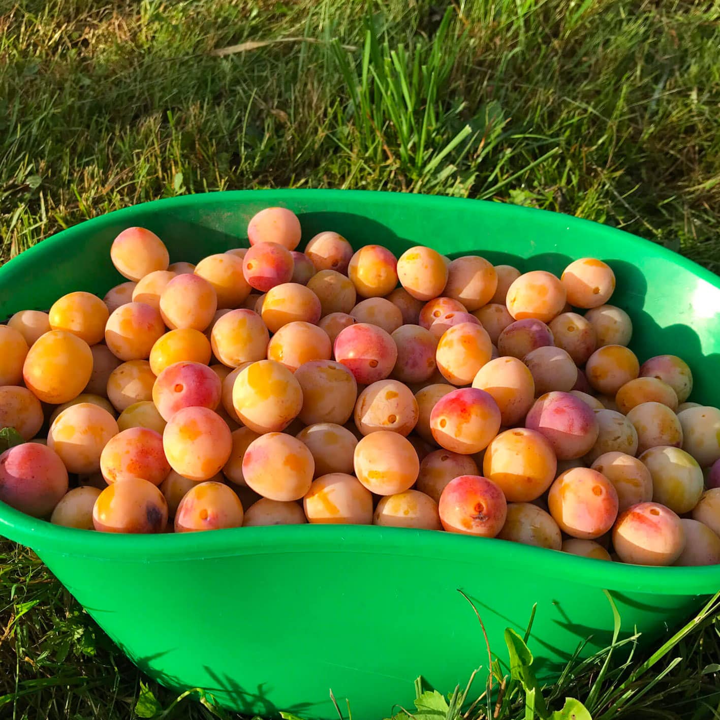 Producteur de Mirabelles à Beaumont, 54-Lorraine