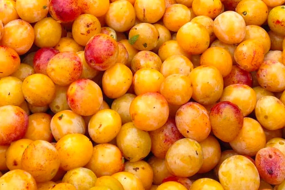 Vente de mirabelles à prix producteur à Beaumont, 54-Lorraine