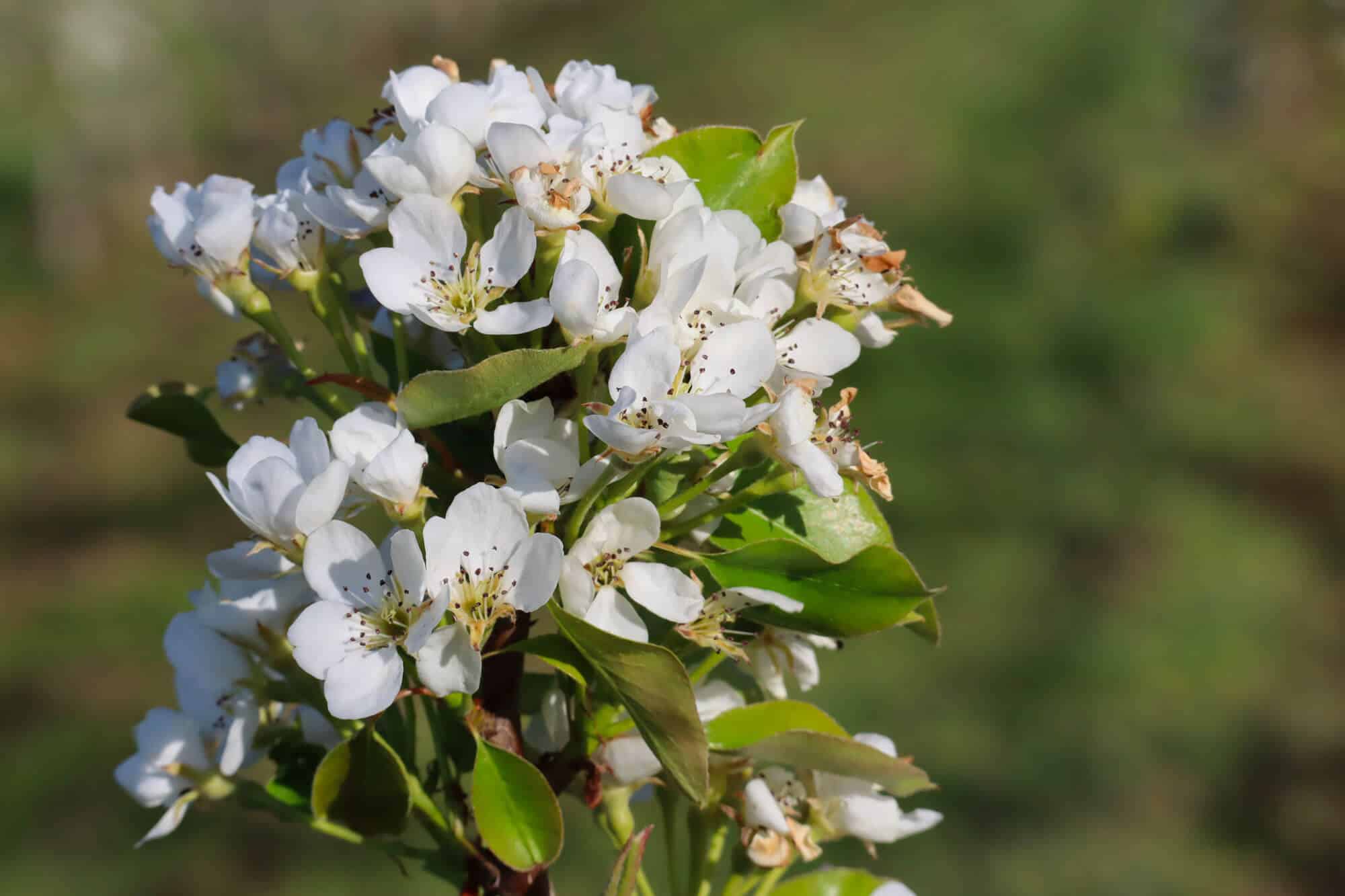 Une grappe de fleurs de Poiriers