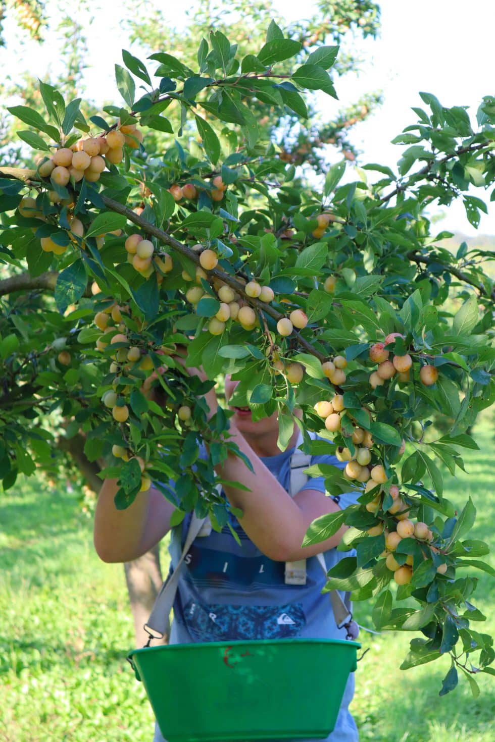 Récolte des Mirabelles de Lorraine